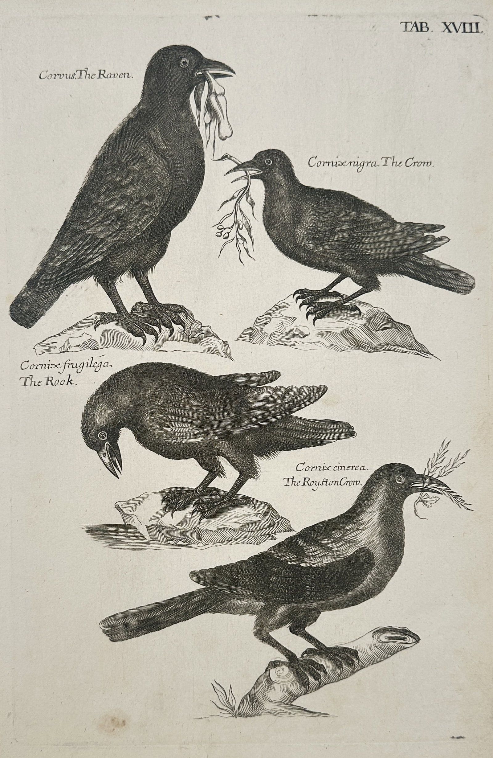 Francis Willughby (1635–1672) – The Raven, The Crow, The Rook, and The Royston Crow (1 of 2)