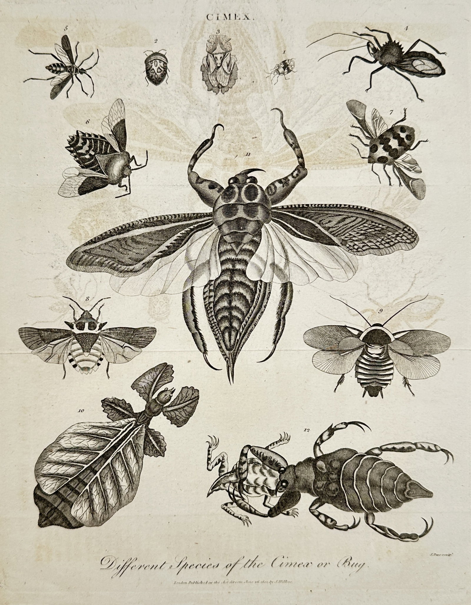 John Wilkes (1750–1836) – Different Species of the Cimex or Bug – Engraving (1799): "Different Species of the Cimex or Bug" illustrates a diverse collection of insects categorized under the genus Cimex, which at the time of publication included a wide variety of true bugs. The centra