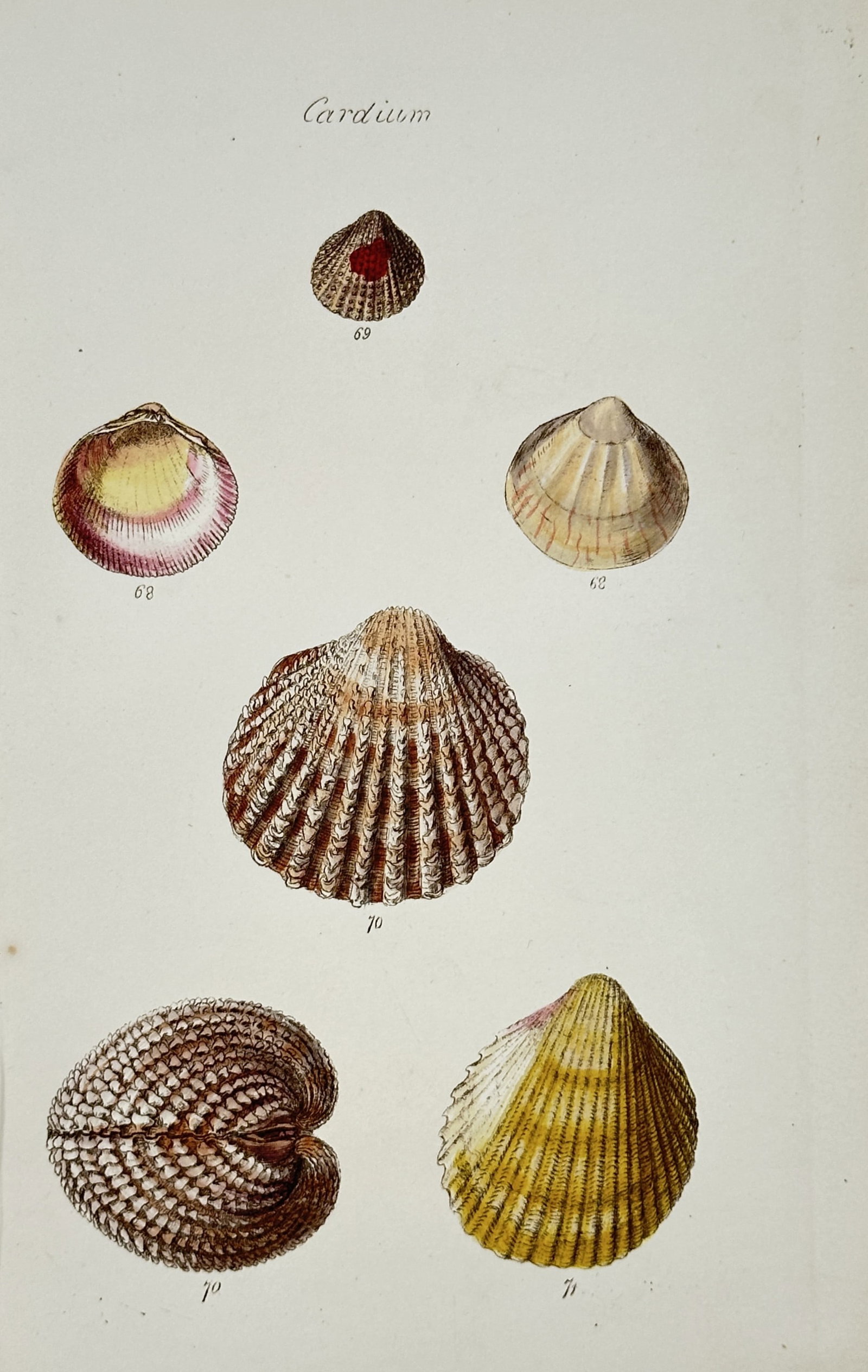 George Sowerby (1788–1854) – Cardium Shell Varieties – Hand-coloured etching (1825) (1 of 2)