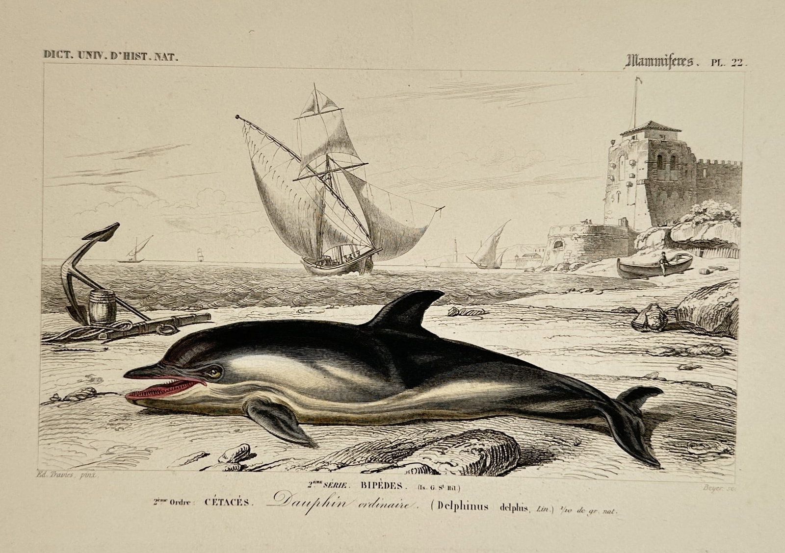 Charles d'Orbigny (1806–1876) – Dauphin ordinaire (Common Dolphin) – Hand-coloured (1 of 2)