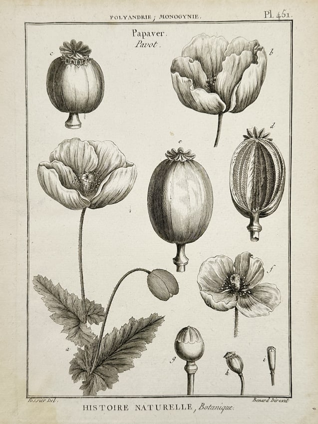 Jacques-Louis-Florentin Fossier (1747–1818) – Botanical Study of the Poppy (Papaver) (1 of 3)