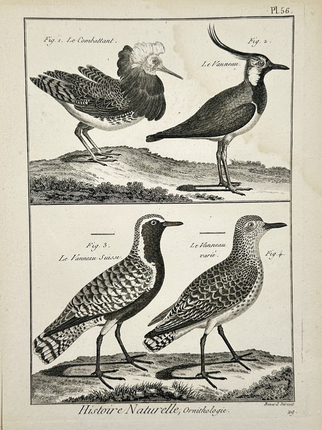 Robert Benard – Natural History Study of Waders and Plovers – France – Engraving (1788) (1 of 2)