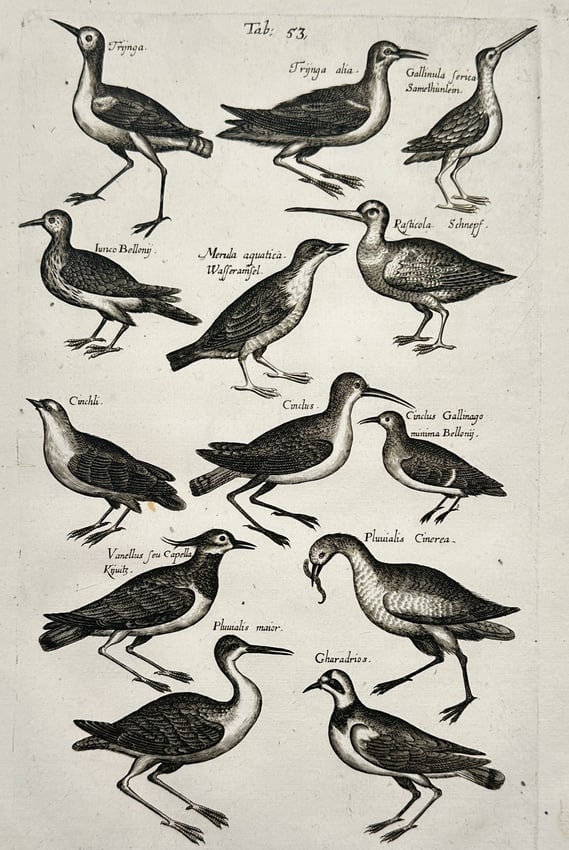 Johann Jonston – Natural History Study of Wading Birds and Plovers – Engraving (1650) (1 of 2)