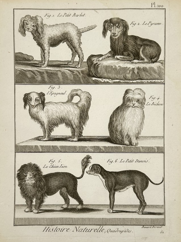 Robert Benard (1734-1777) – Natural History Study of Lap Dogs – Engraving (1791) (1 of 2)