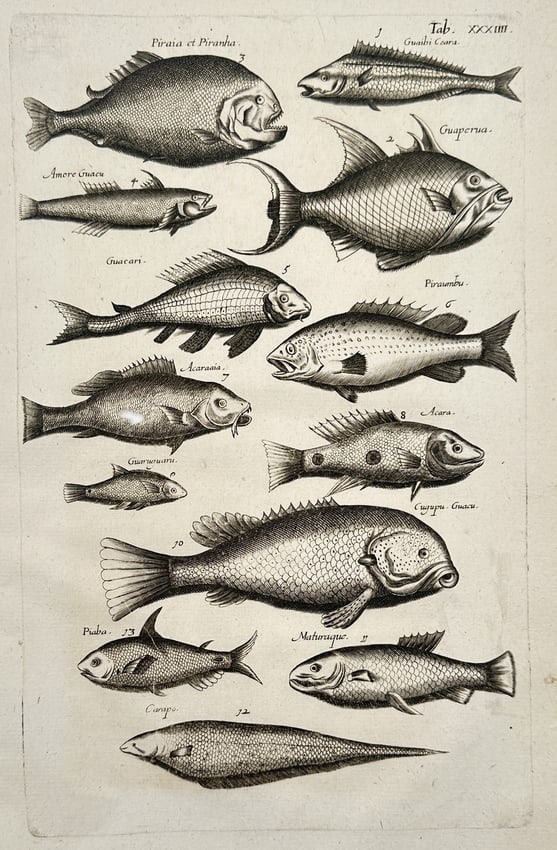 Johann Jonston – Natural History Study of South American Fish – Germany – Engraving (1650) (1 of 2)