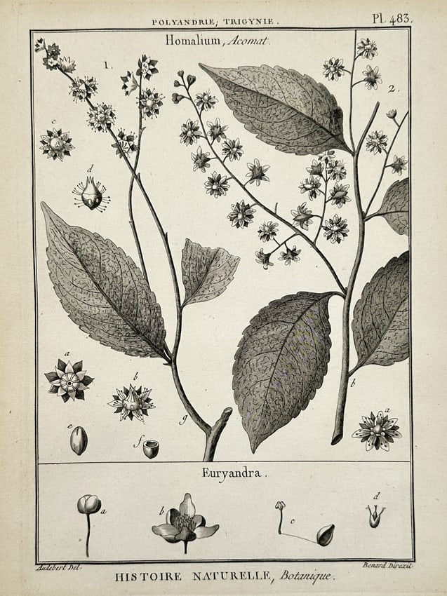 Robert Bénard – Botanical Study of Homalium and Euryandra – Engraving (1791) (1 of 2)