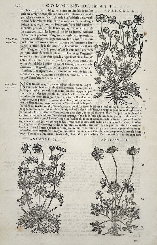 Pietro Andrea Mattioli (1501-1577) – Anemone I, II, and III – Woodcut (1572) (1 of 2)