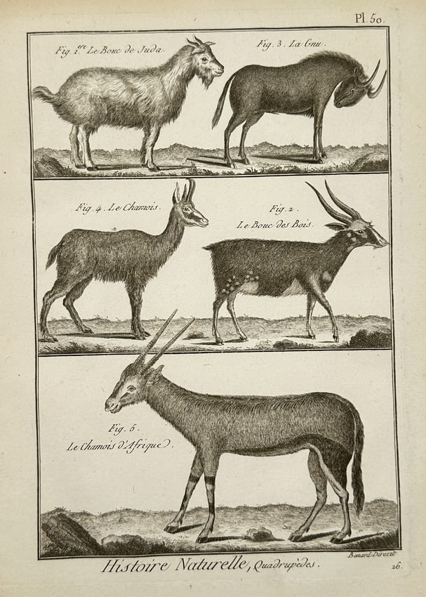 Robert Benard (1734–1777) – Natural History Study of Goats and Antelopes – Engraving (1791) (1 of 2)