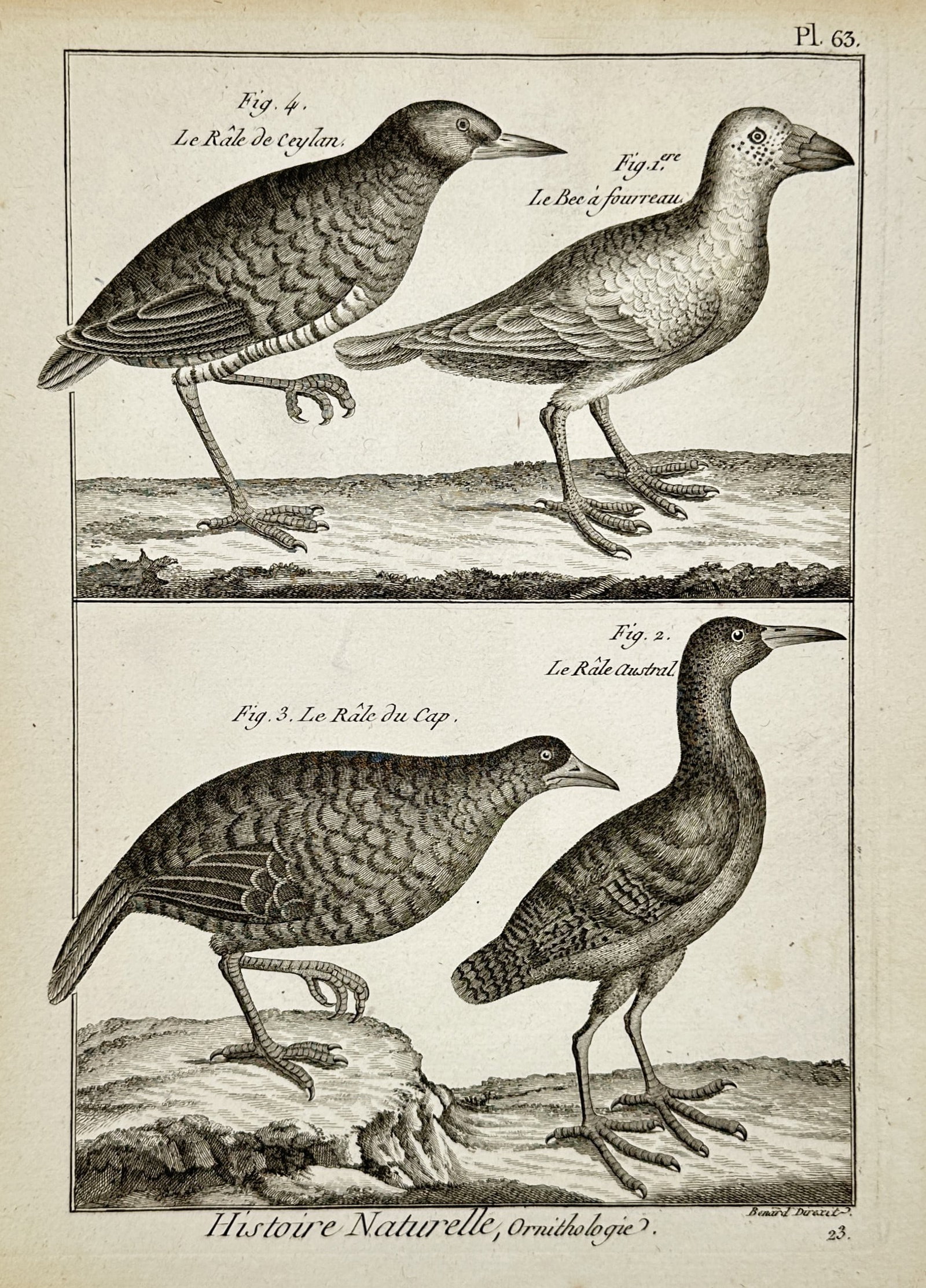 Robert Bénard (1734–1777) – View of Exotic Rails including the Ceylon Rail – Engraving (1768): "Histoire Naturelle, Ornithologie. Pl. 63." This engraving illustrates four species of ground-dwelling birds, featuring the Ceylon rail (Le Râle de Ceylan), the sheathbill (Le Bec à fourreau), the C