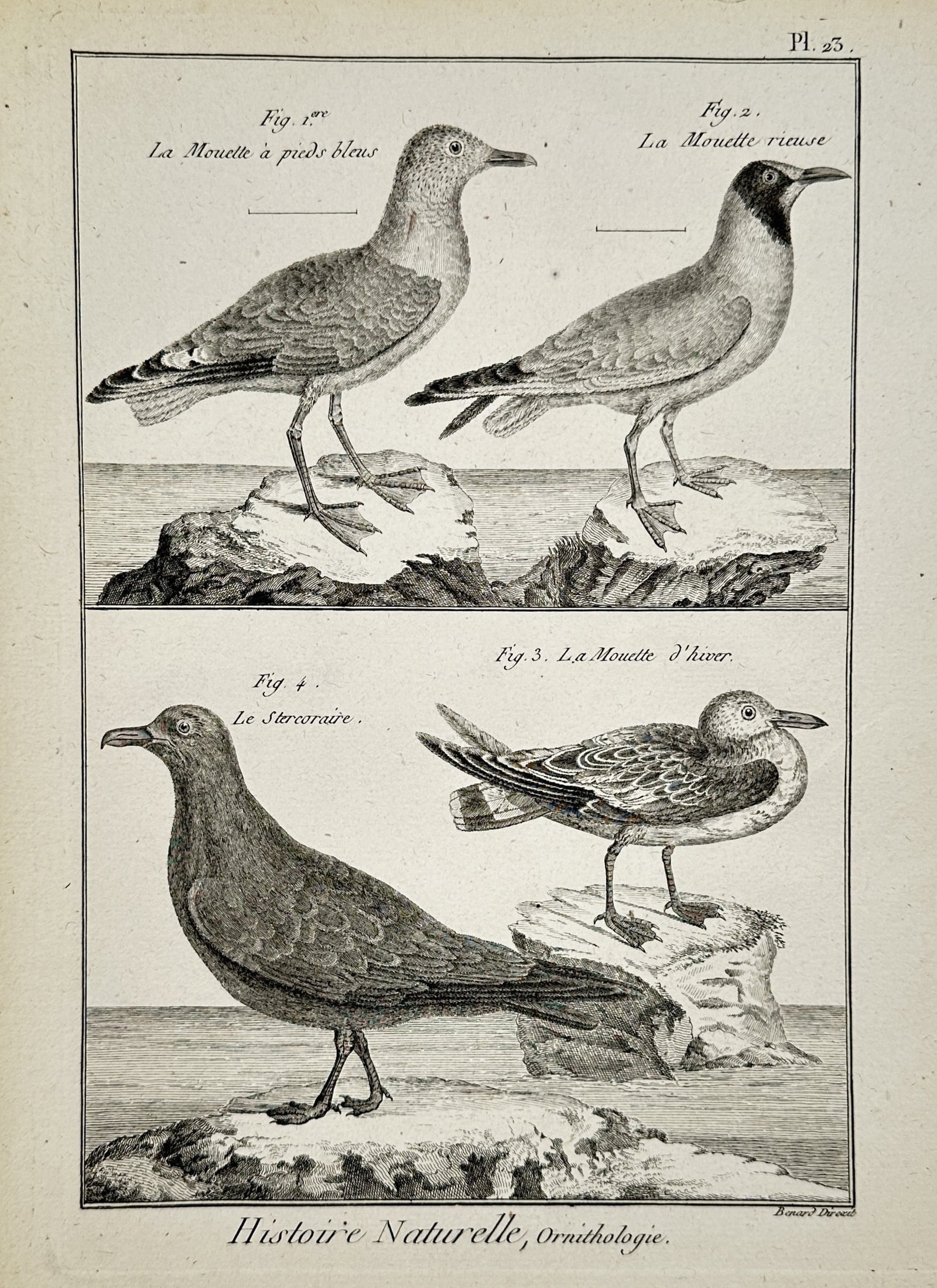 Robert Bénard (1734–1777) – View of Gulls and a Skua – Engraving (1768) (1 of 2)