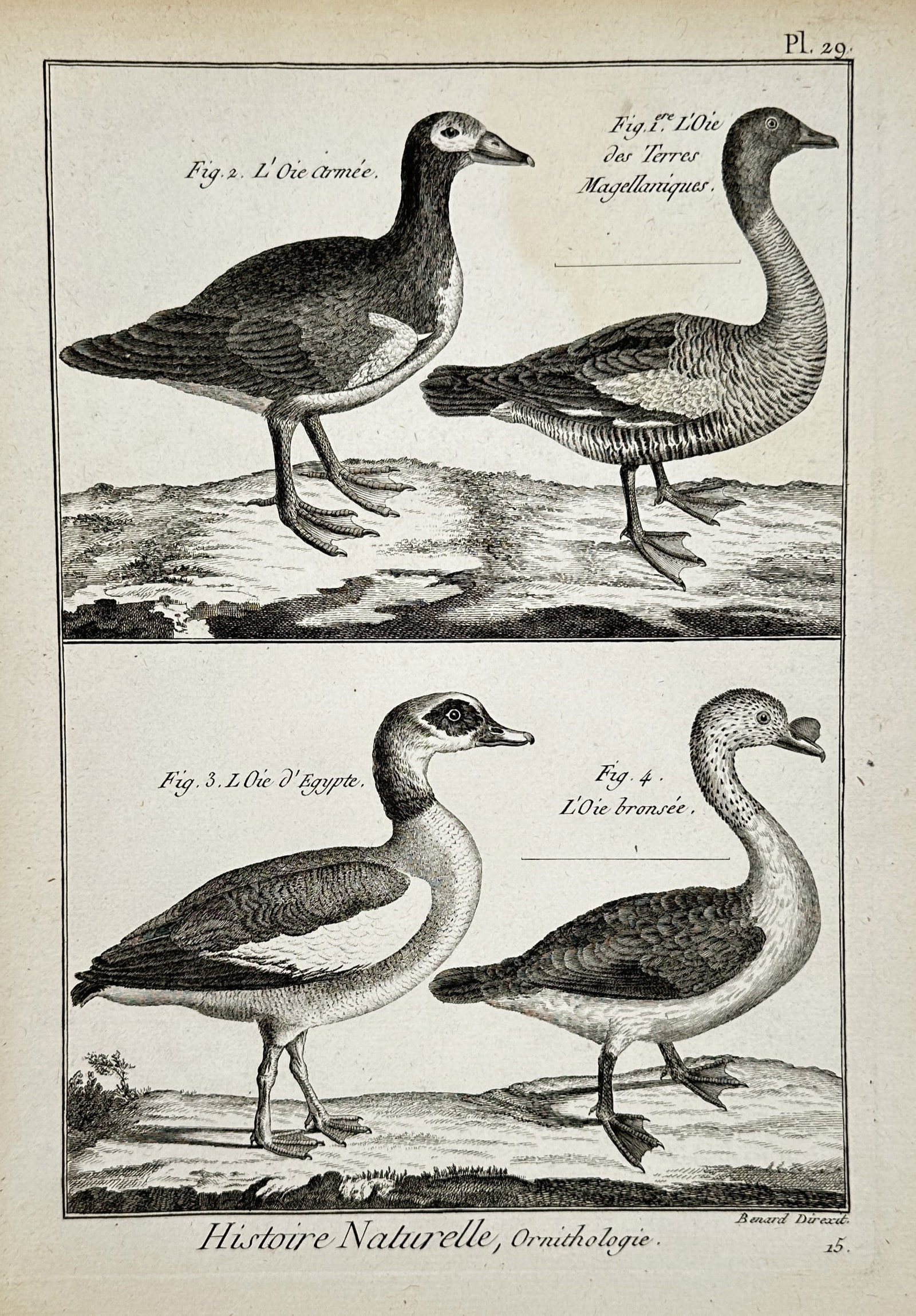 Robert Bénard (1734–1777) – View of Exotic Geese including the Egyptian Goose – Engraving (1 of 2)