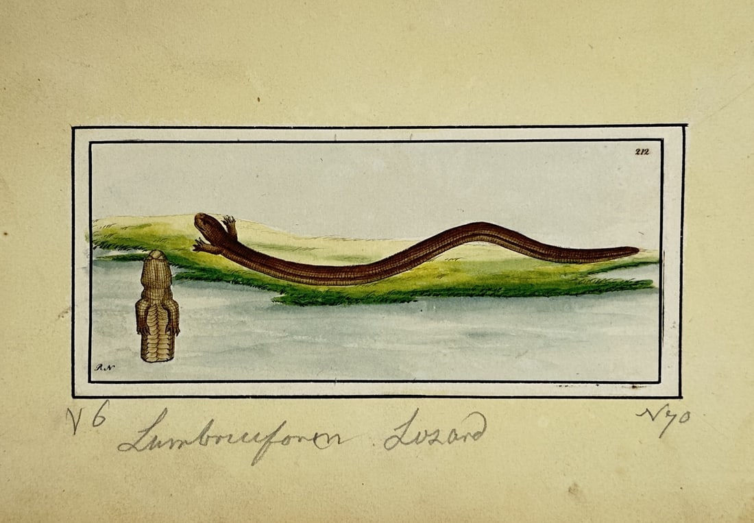 Frederick Polydore Nodder – View of the Lumbriciform Lizard – Hand-coloured engraving (1795) (1 of 2)