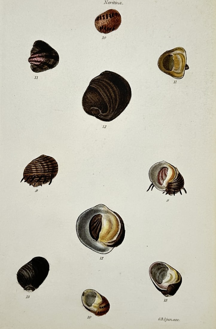 George Brettingham Sowerby II – View of Various Neritina Shells – Hand-coloured engraving (1842) (1 of 2)