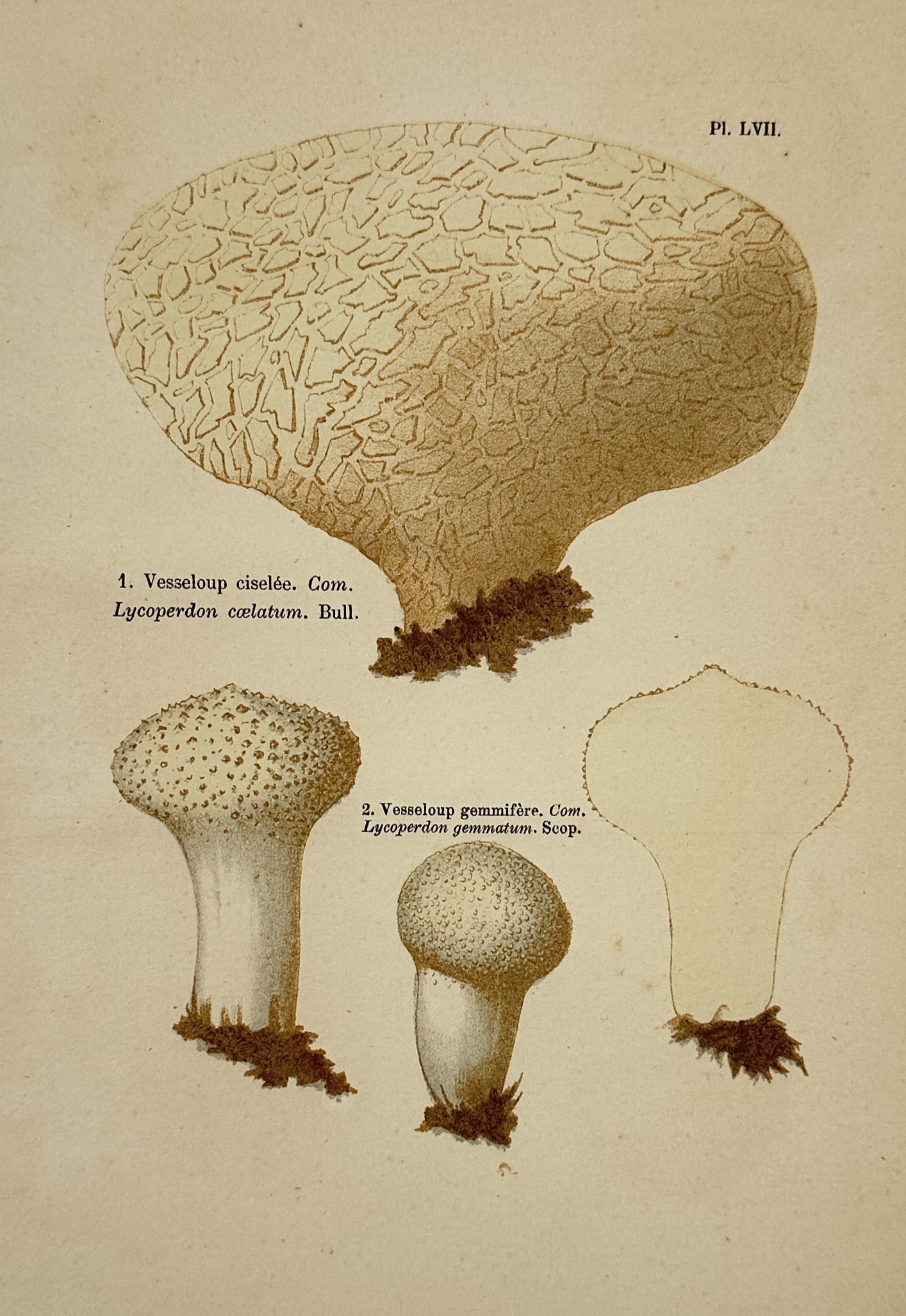 Aimée-Eugénie Delville-Cordier – View of Various Puffball Mushrooms (Lycoperdon) (1 of 2)