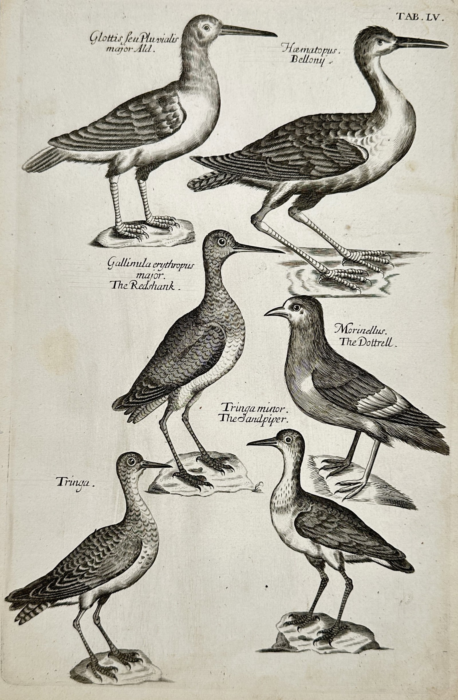Jan Jonston – View of Various Wading Birds including the Redshank and Sandpiper – Engraving (1 of 2)