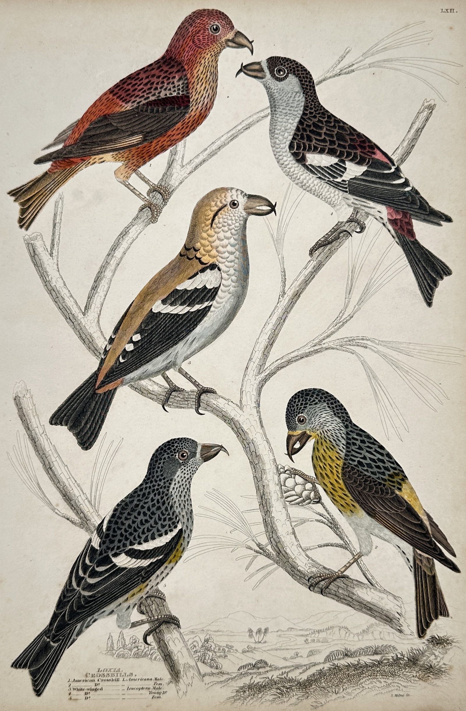 William MacGillivray – View of Various Crossbill Species – Hand-coloured engraving (1839) (1 of 2)