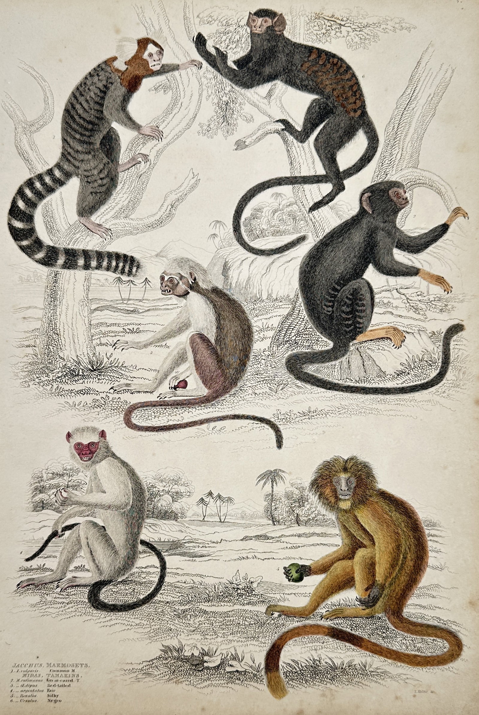 William MacGillivray – View of Various Marmosets and Tamarins – Hand-coloured engraving (1839) (1 of 2)
