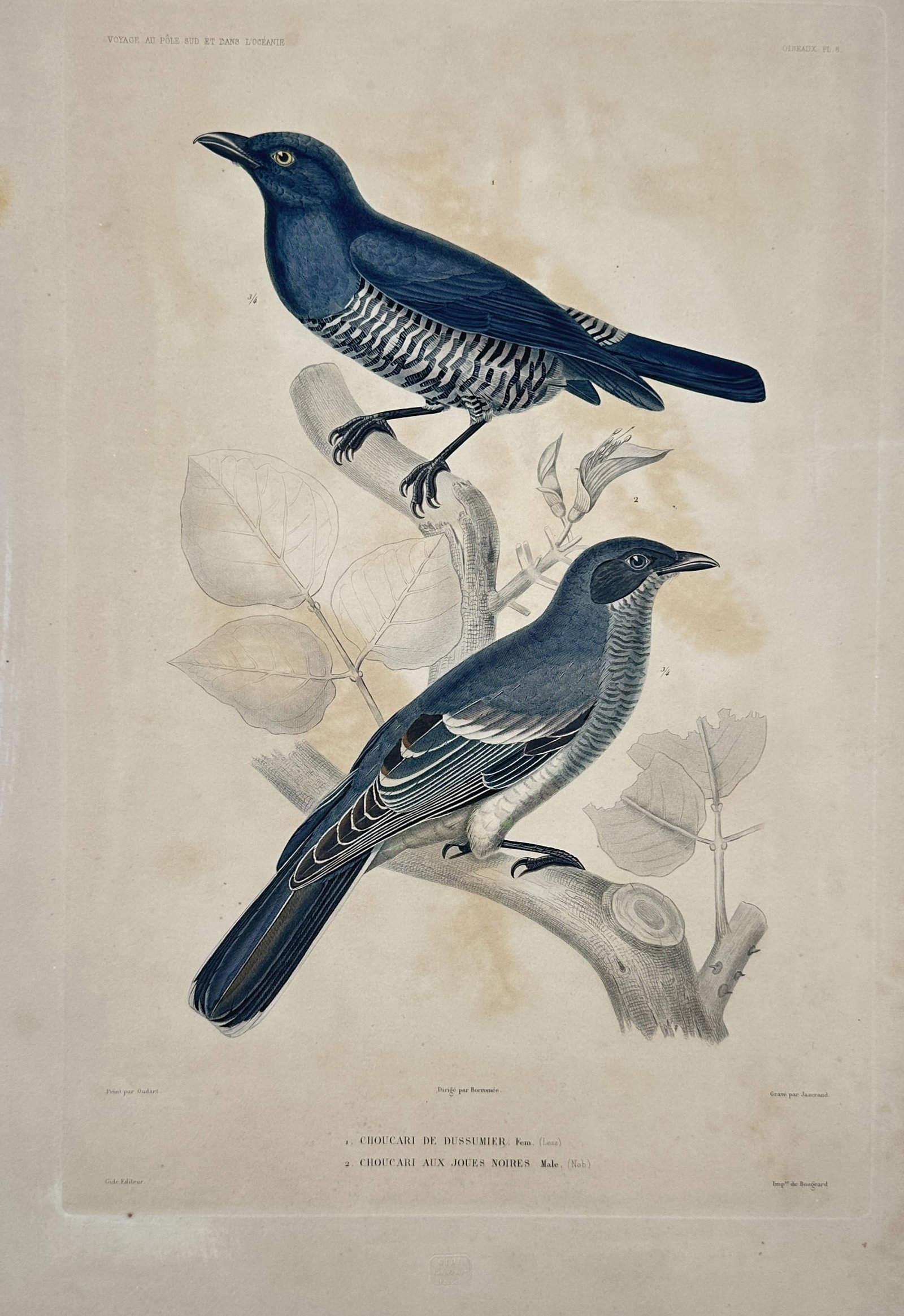 Jean-Baptiste-Alexandre Gide – View of Cuckooshrikes – Hand-coloured lithograph (1834): "Choucare de Dussumier and Choucare aux Joues Noires" illustrates two bird species from the cuckooshrike family perched on a leafy branch, showing their distinct barred and dark plumage. This plate is