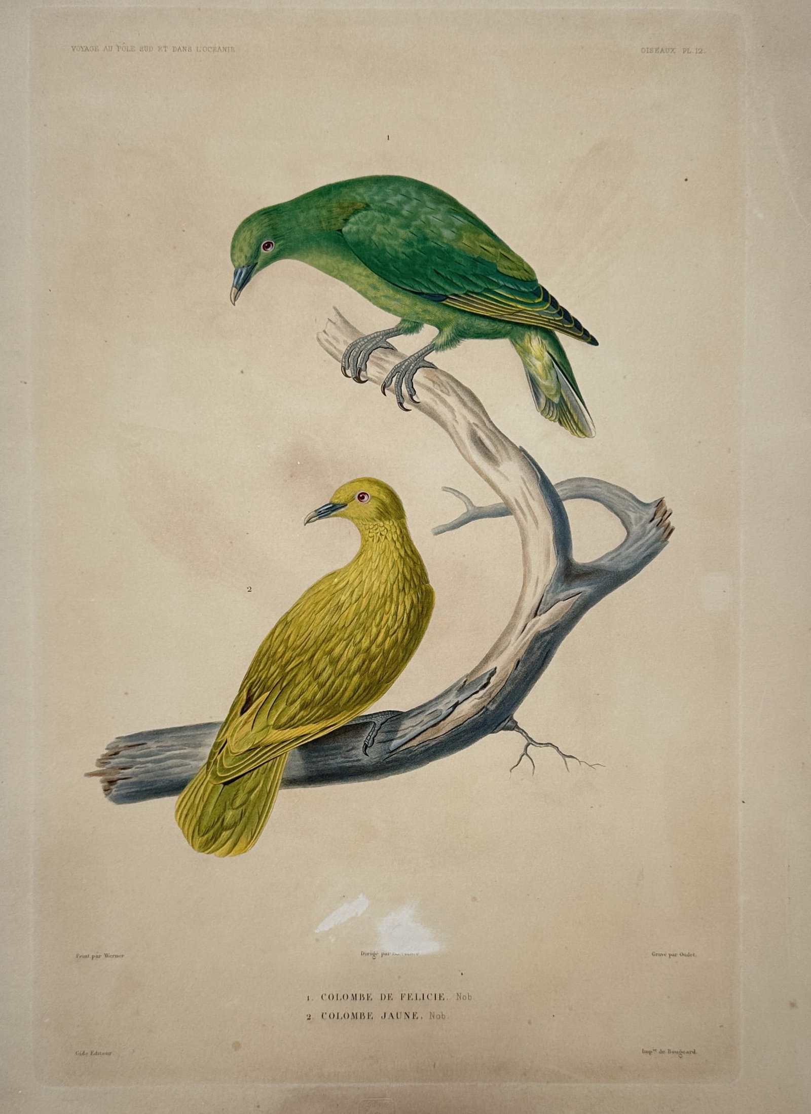 Jean-Baptiste-Alexandre Gide – Green Fruit Dove and a Golden Fruit Dove (1 of 2)