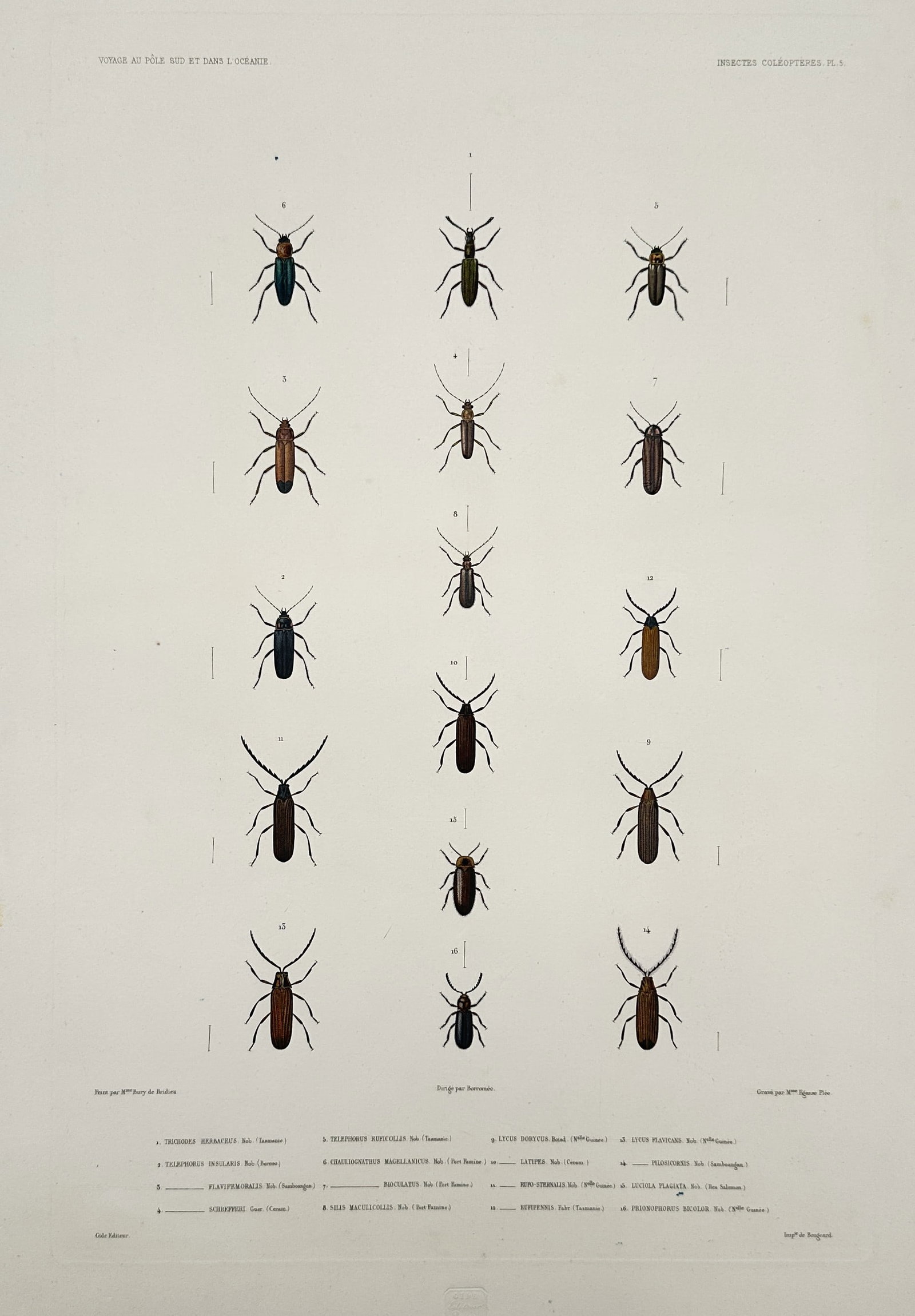 Jean-Baptiste-Alexandre Gide – View of Various Beetles and Longhorn Insects: "Insectes Coleopteres" presents a taxonomic layout of several beetle species, emphasizing their elongated bodies and varied antennal structures. This plate is part of the zoological atlas for the Voya