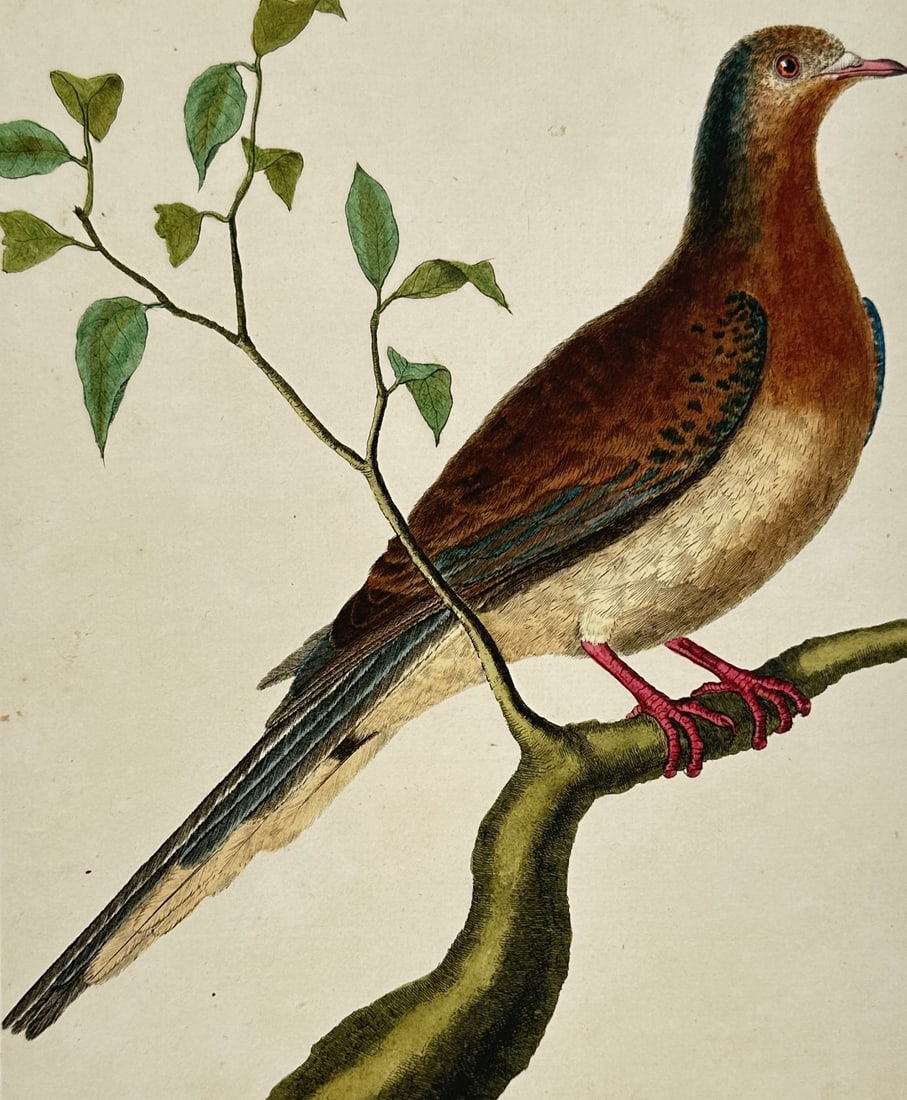 François-Nicolas Martinet (1731-1800) – Mourning Dove – Hand-coloured etching (1770): "Tourterelle de la Caroline" illustrates a mourning dove perched on a sturdy, moss-covered branch with a smaller leafy twig extending into the frame, all set within the signature yellow-bordered borde