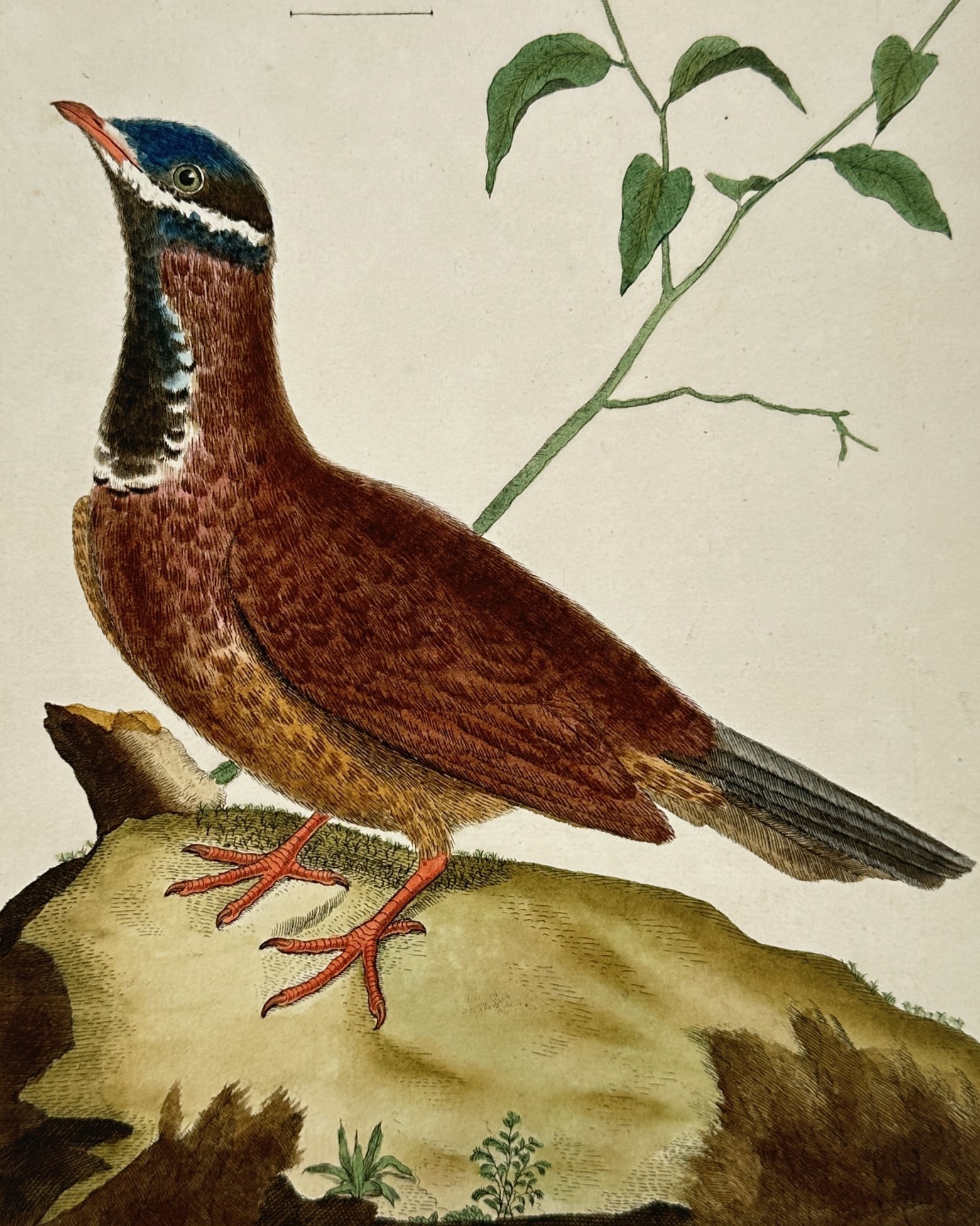 François-Nicolas Martinet (1731-1800) – Jamaican Ground Dove – Hand-coloured etching (1770): "Tourterelle, de la Jamaïque" illustrates a Jamaican ground dove perched on a mossy rocky outcrop with a delicate leafy sprig in the background, all enclosed within the artist's signature yellow-bord