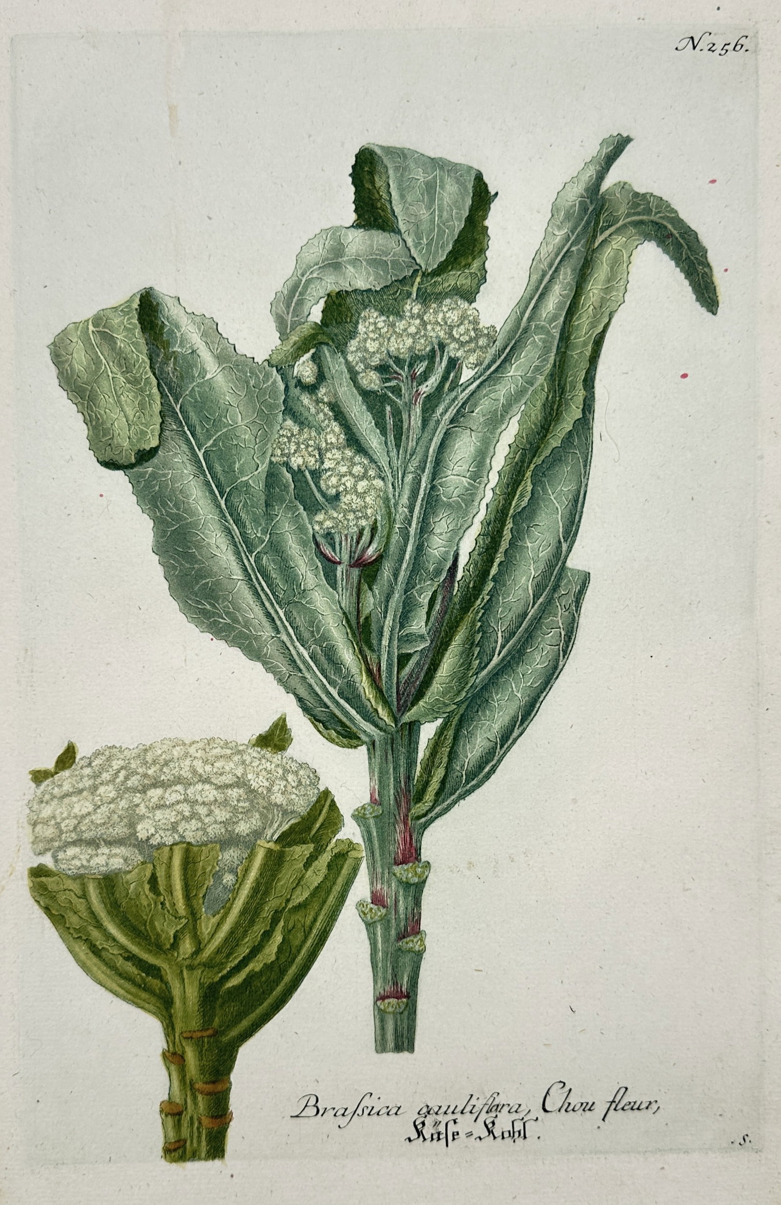 Johann Wilhelm Weinmann – View of Cauliflower Varieties – Hand-coloured etching and mezzotint (1 of 2)