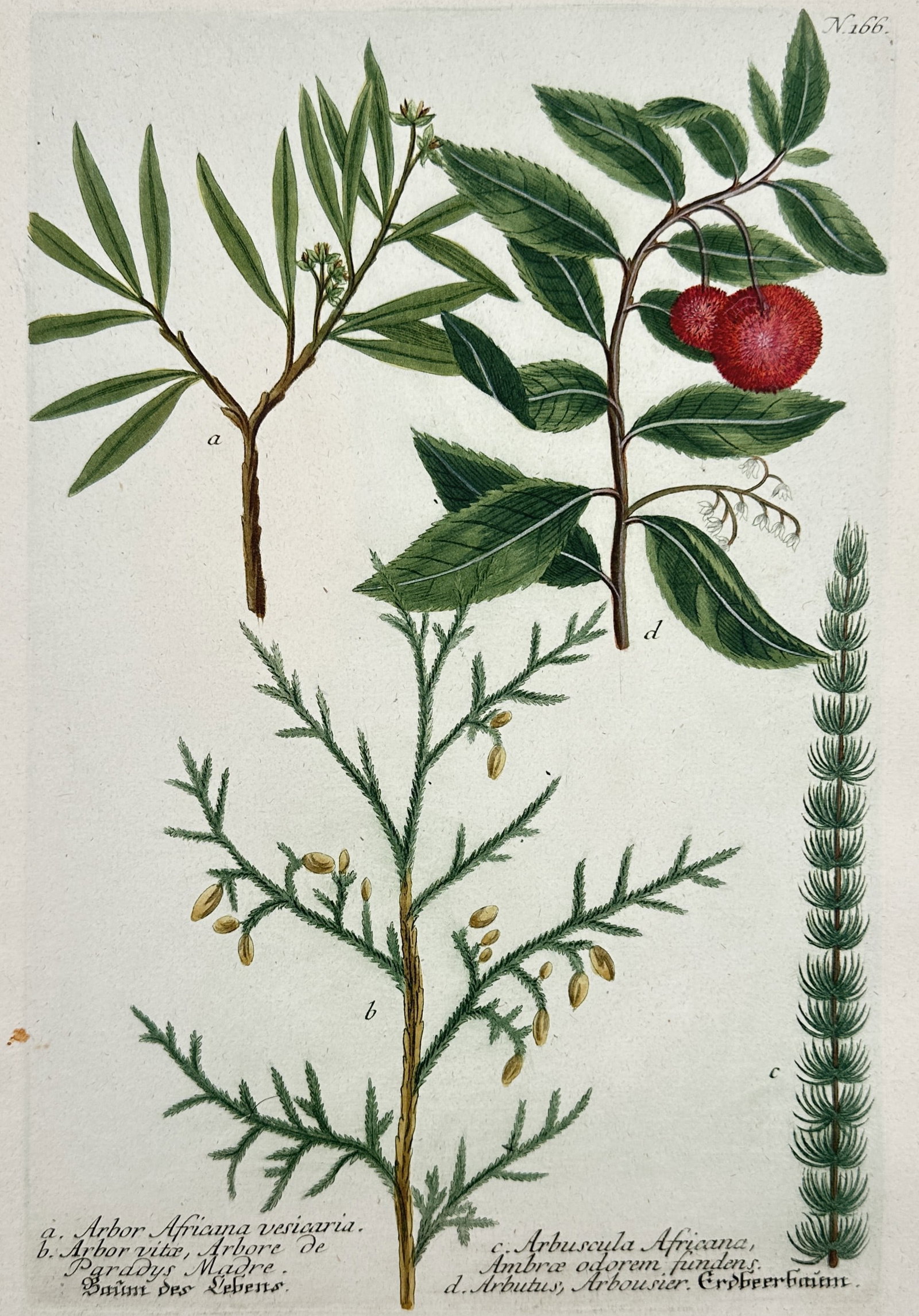 Johann Wilhelm Weinmann – View of the Strawberry Tree and African Shrubs (1 of 2)