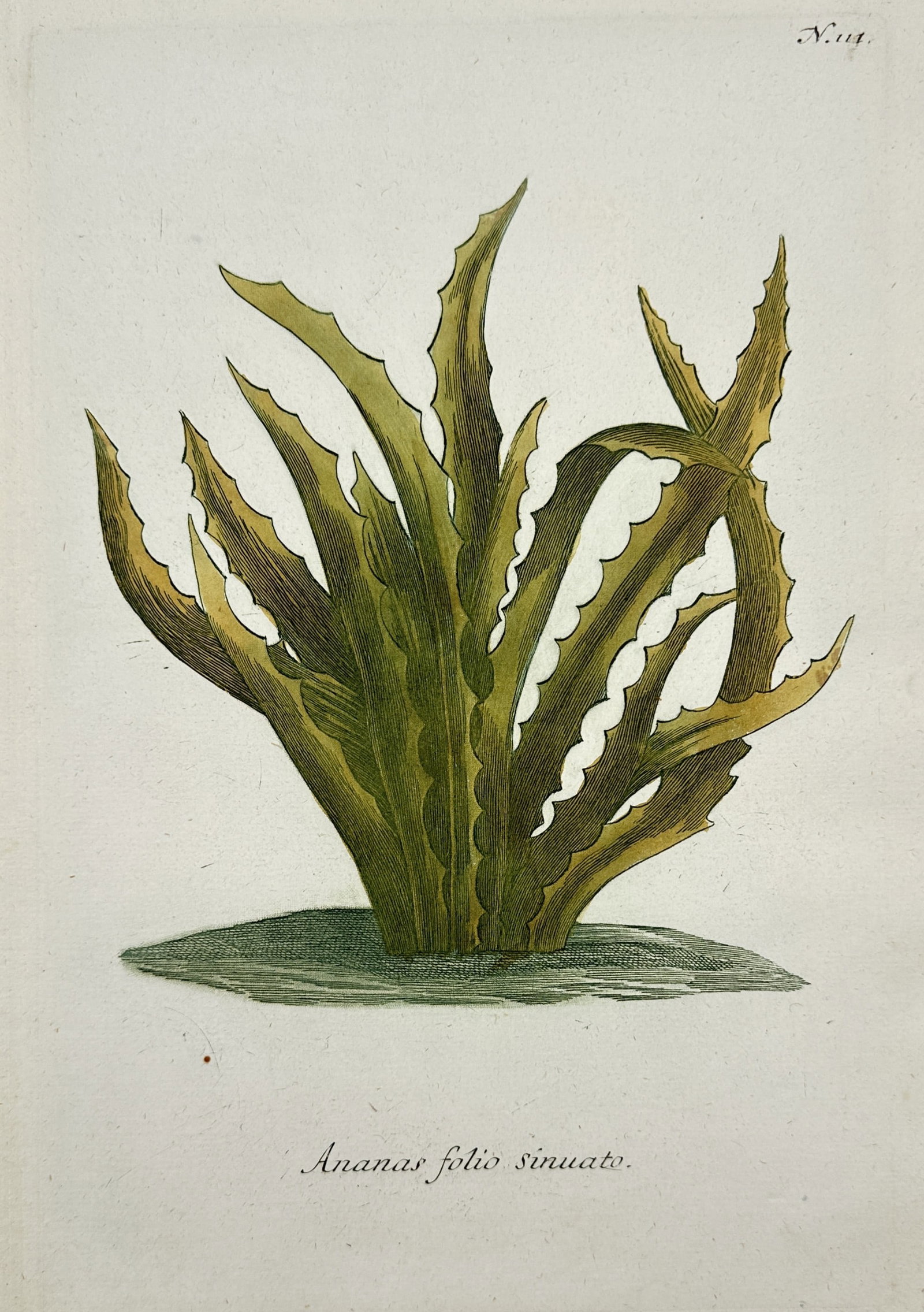 Johann Wilhelm Weinmann – Sinuated Pineapple Plant – Hand-coloured etching and mezzotint: "Ananas folio sinuato" depicts a wild or ornamental variety of the pineapple plant, showcasing its distinctive rosette of long, arching green leaves with deeply wavy or "sinuated" margins and sharp, s