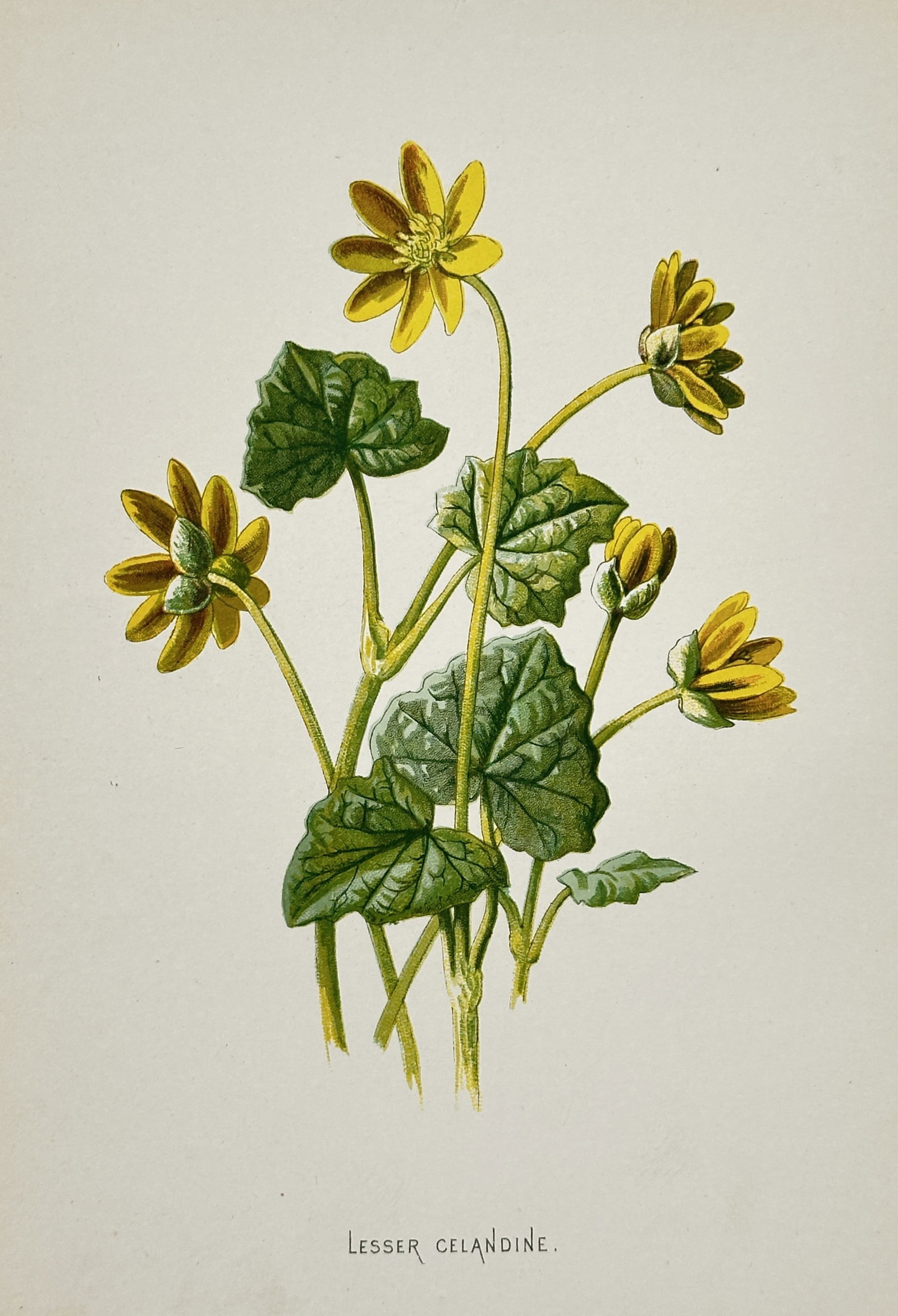 Frederick Edward Hulme (1841–1909) – View of the Lesser Celandine – Chromolithograph (1880) (1 of 2)