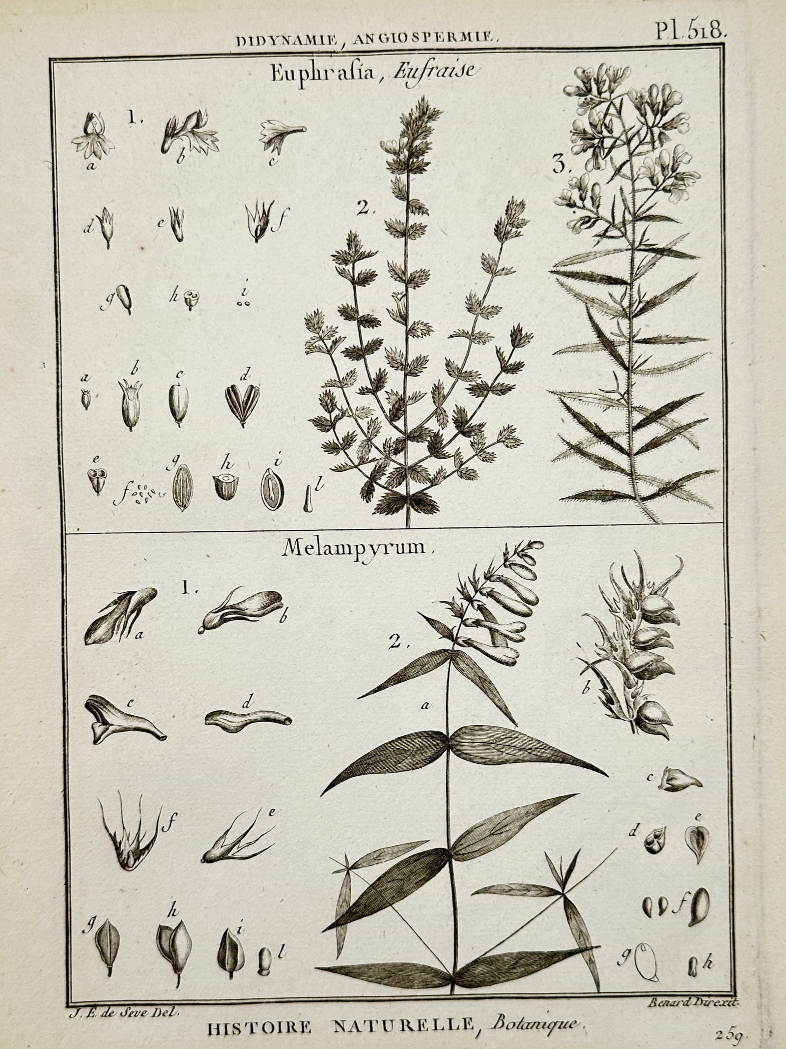 Robert Bénard (1734–1777) – Botanical Study of Euphrasia and Melampyrum – Engraving (1780) (1 of 2)