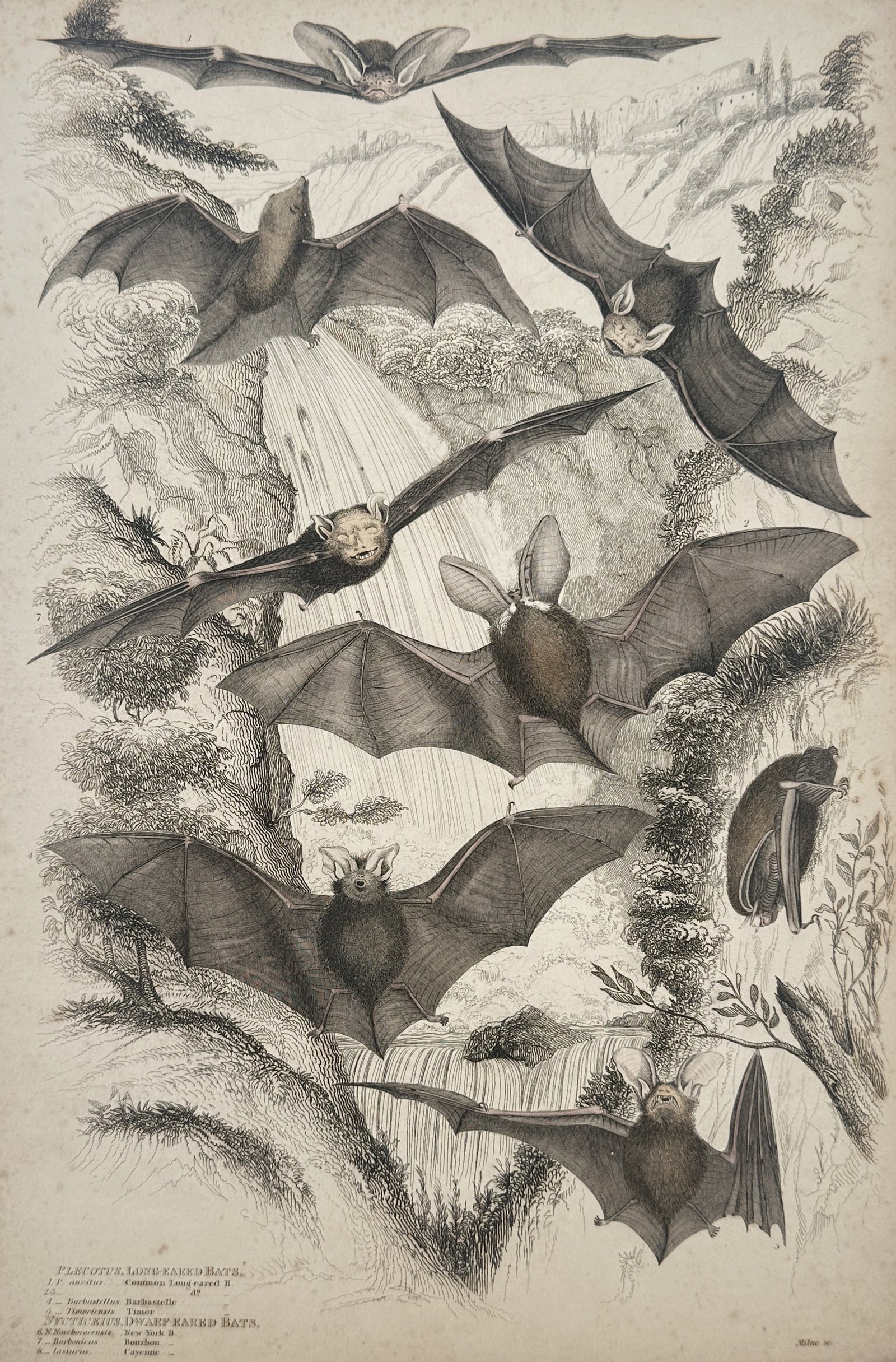 James Turvey (active c. 1820–1850) – Plecotus. Long-eared Bats. – Hand-coloured etching (1840) (1 of 2)