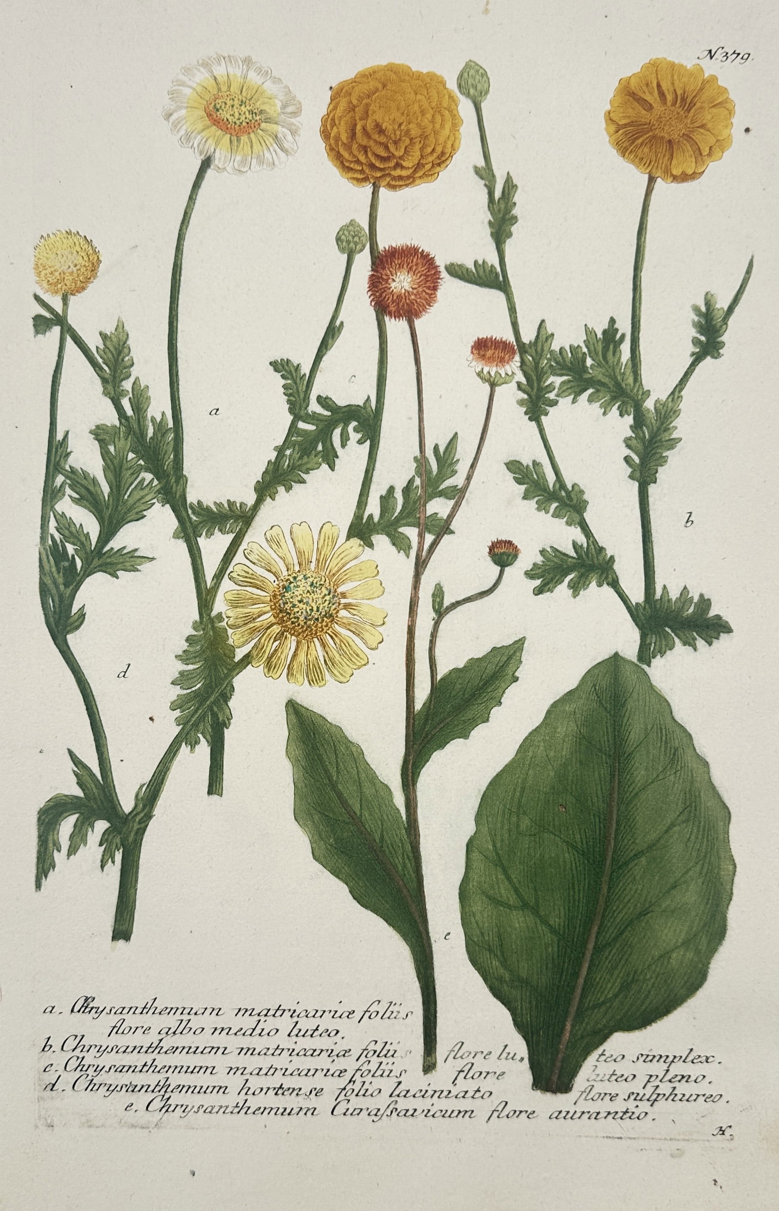 Johann Wilhelm Weinmann (1683–1741) – Chrysanthemum matricariae foliis and Varieties: "Chrysanthemum matricariae foliis" depicts a vibrant botanical arrangement of several chrysanthemum varieties, showing blooms in white, yellow, and orange with various leaf structures and a large basa