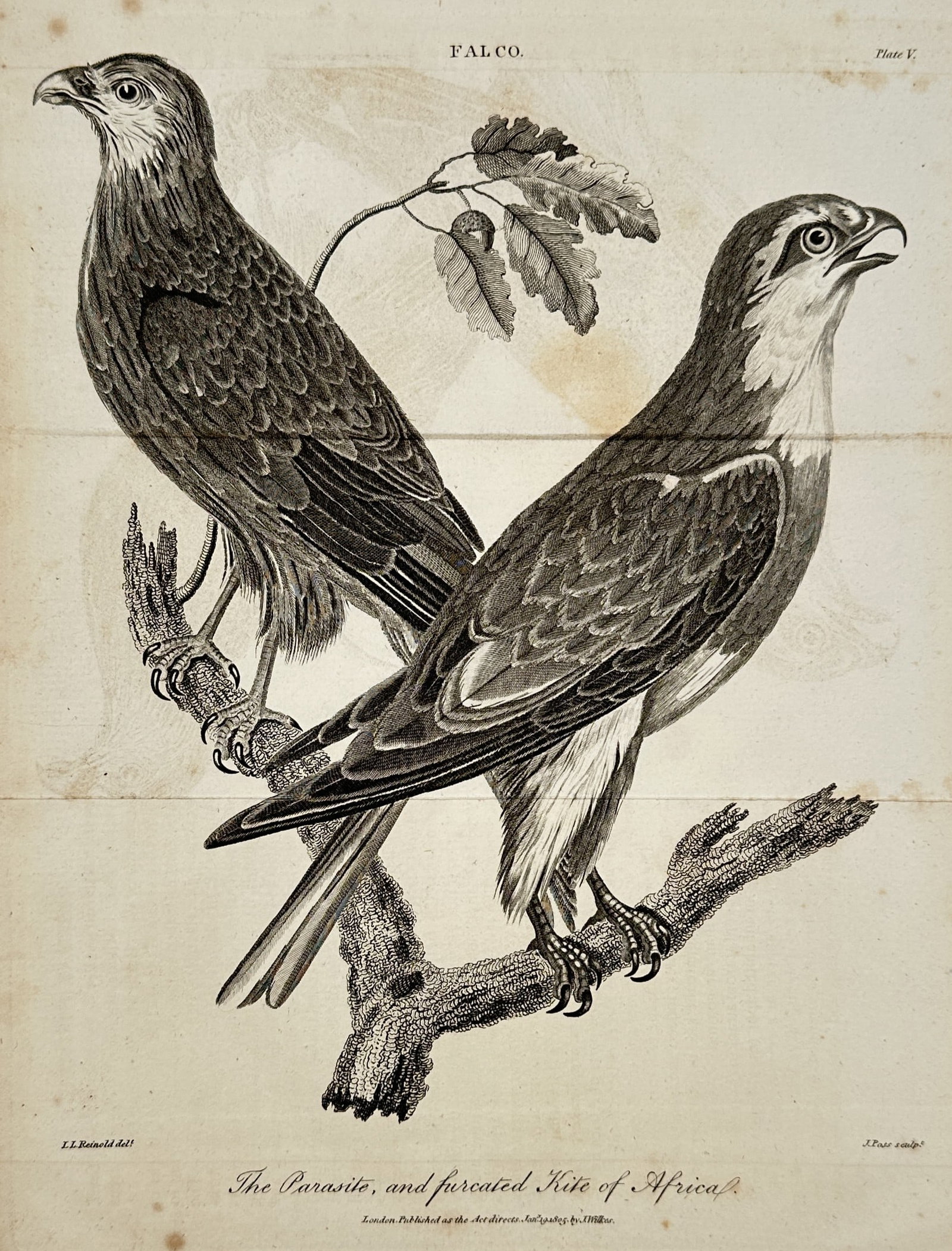 John Wilkes (1750–1836) – The Parasite, and Furcated Kite of Africa – Engraving (1797): "The Parasite, and furcated Kite of Africa" illustrates two birds of prey from the Falco genus perched on a gnarled oak branch with a small cluster of leaves. This engraving is from the monumental enc