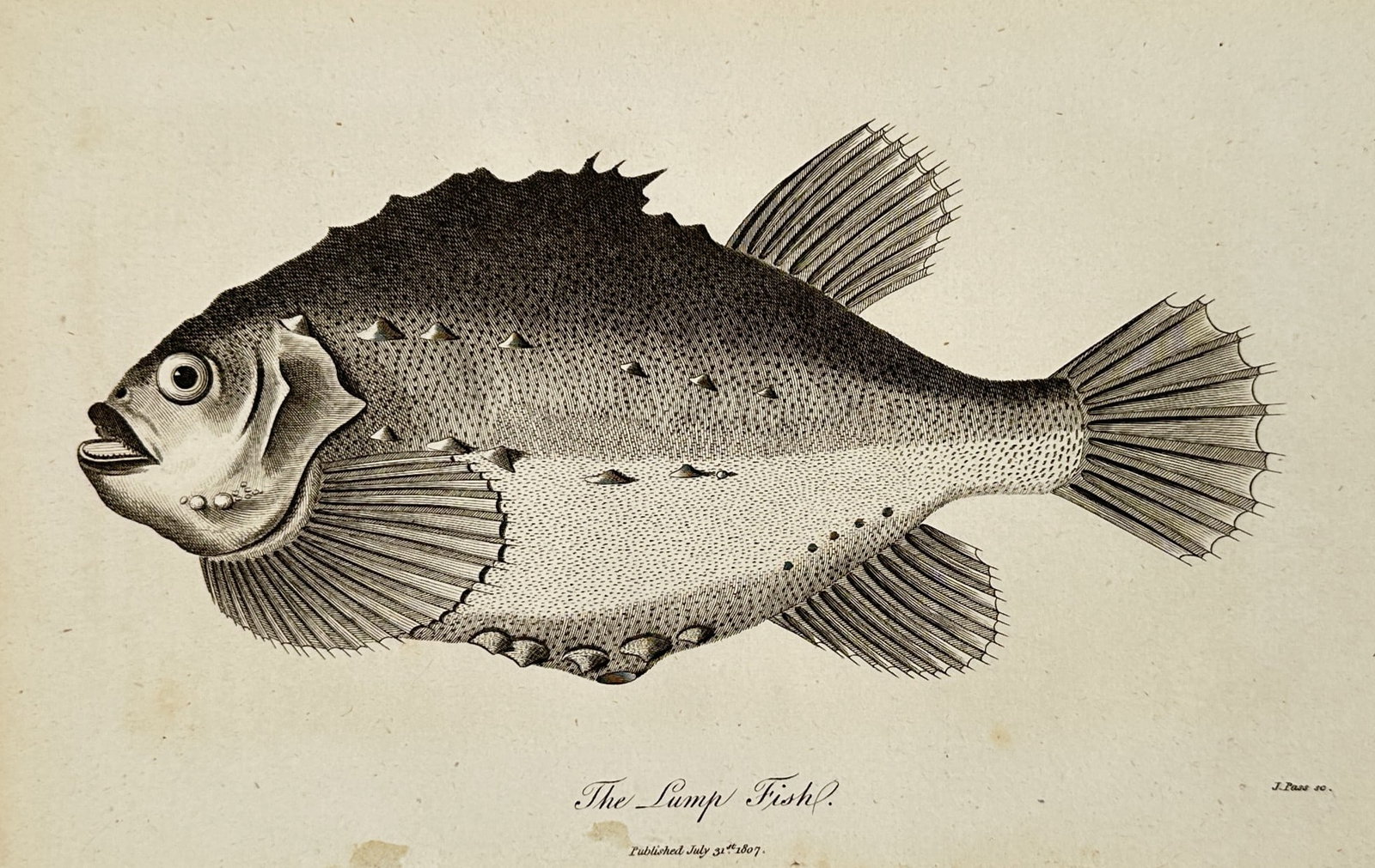 George Shaw (1751–1813) – The Lump Fish – Engraving (1807): "The Lump Fish" illustrates the distinctive profile of a lumpsucker (Cyclopterus lumpus), emphasizing its stout, globe-like body and the rows of bony tubercles along its sides. This engraving is from 