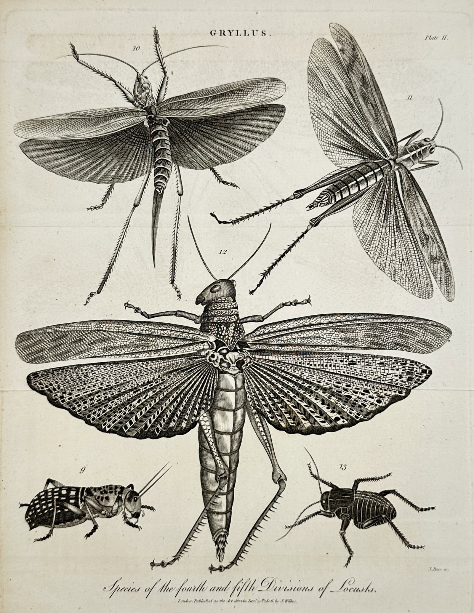John Wilkes (1750–1836) – Species of the fourth and fifth Divisions of Locusts – Engraving (1 of 2)
