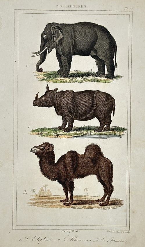 Antoine Charles Vauthier (1790–after 1831) – Study of an Elephant, Rhinoceros, and Camel (1 of 2)