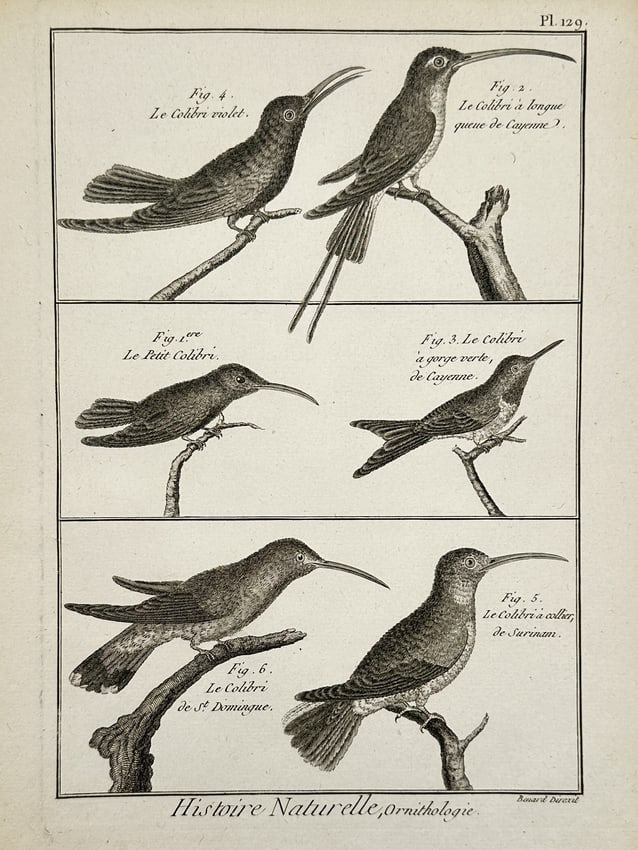 Robert Benard – Natural History Study of Hummingbirds – France – Engraving (1788) (1 of 2)
