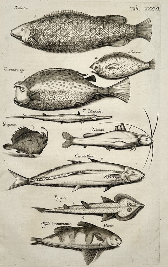 Johann Jonston – Natural History Study of Exotic Fish Species – Engraving (1650) (1 of 2)