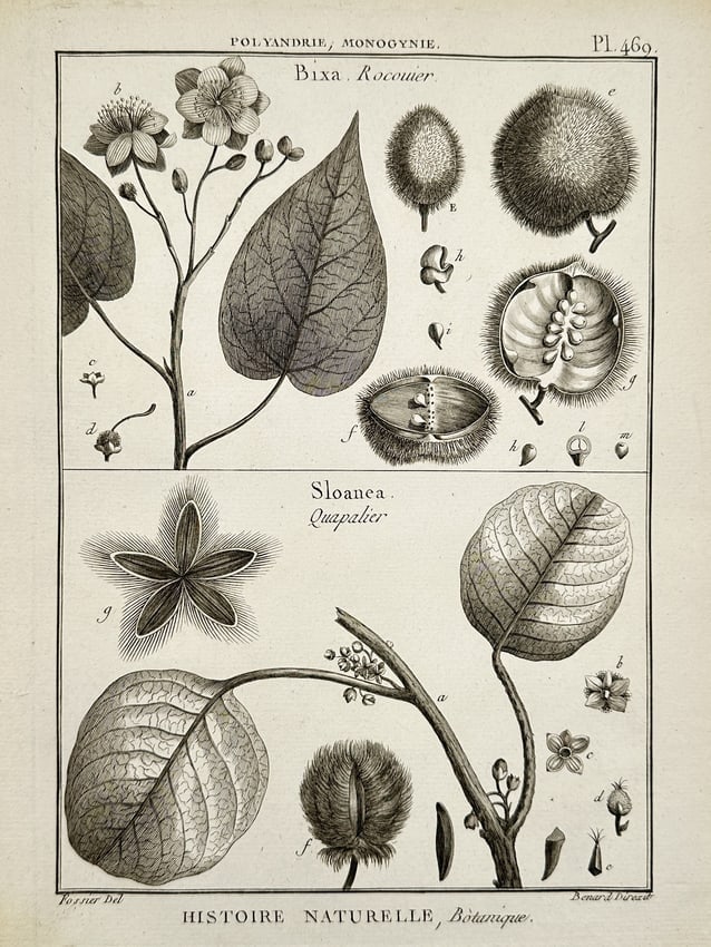 Robert Bénard – Botanical Study of Bixa and Sloanea – Engraving (1791) (1 of 2)