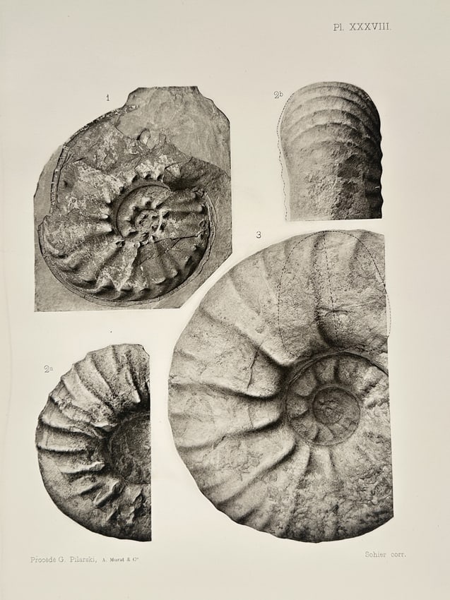 Albert de Grossouvre (1849–1932) – Studies of Ammonite Fossils – Lithograph (1894) (1 of 2)