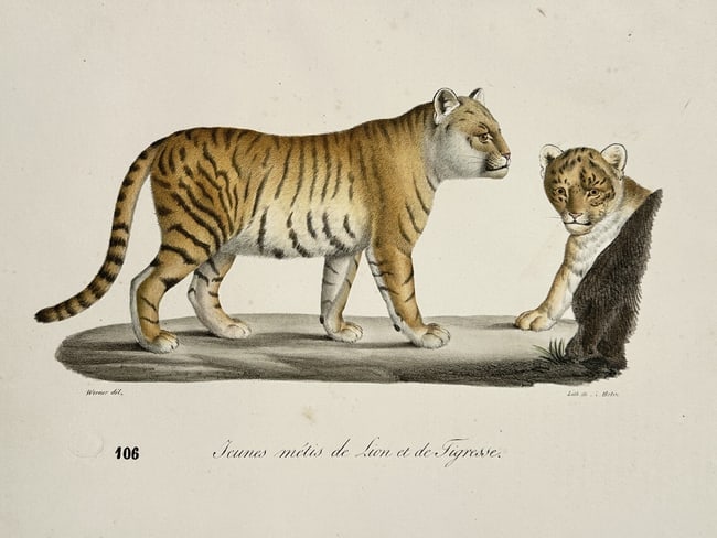 Jean-Charles Werner (1791-1849) – View of Hybrid Felines: Young Liger – Lithograph (1828): "Jeunes metis de Lion et de Tigresse" is a lithograph depicting two young ligers, hybrids of a male lion and a female tiger, showing their unique striped and spotted coat patterns. This work was publi