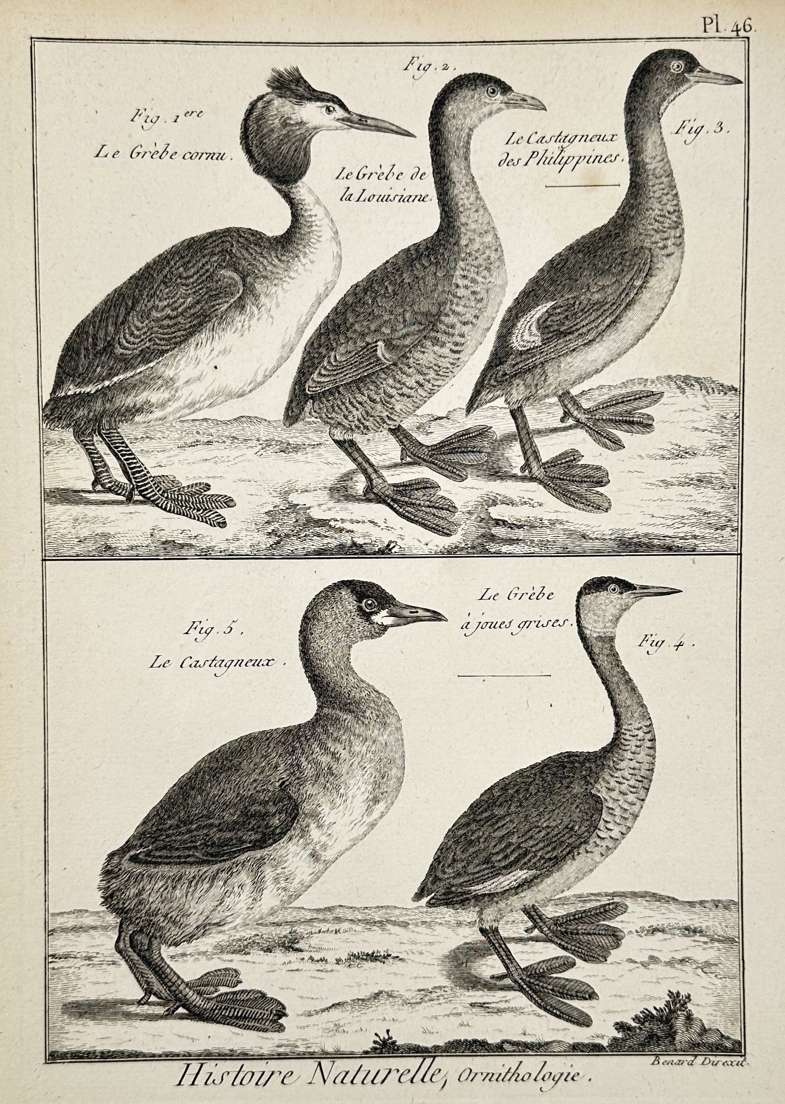 Robert Benard (1734–1777) – Natural History, Ornithology: Grebes – Engraving (1788) (1 of 2)