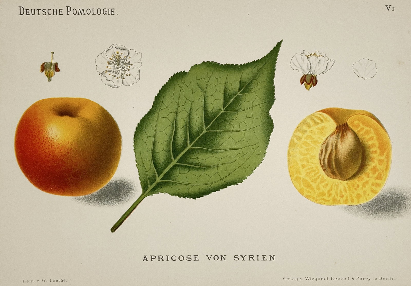 Wilhelm Lauche (1827–1883) – Syrian Apricot (Apricose von Syrien) – Chromolithograph (1882) (1 of 2)