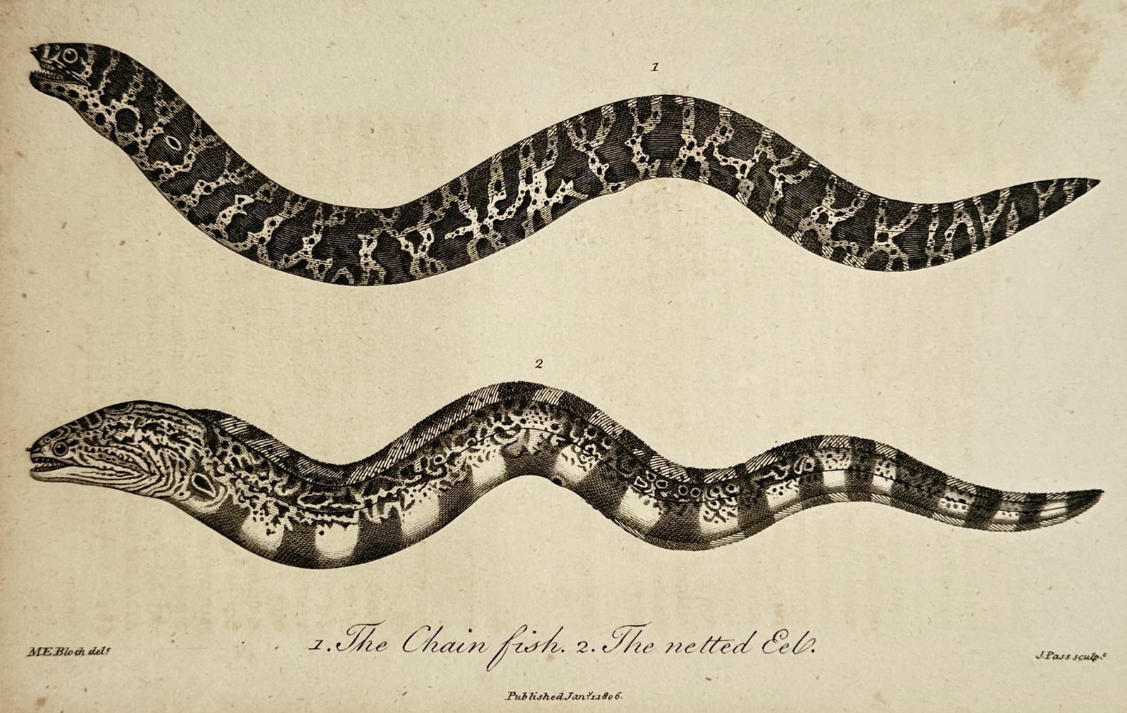 John Wilkes (1750-1810) – View of a Chain Fish and a Netted Eel – Etching (1805) (1 of 2)