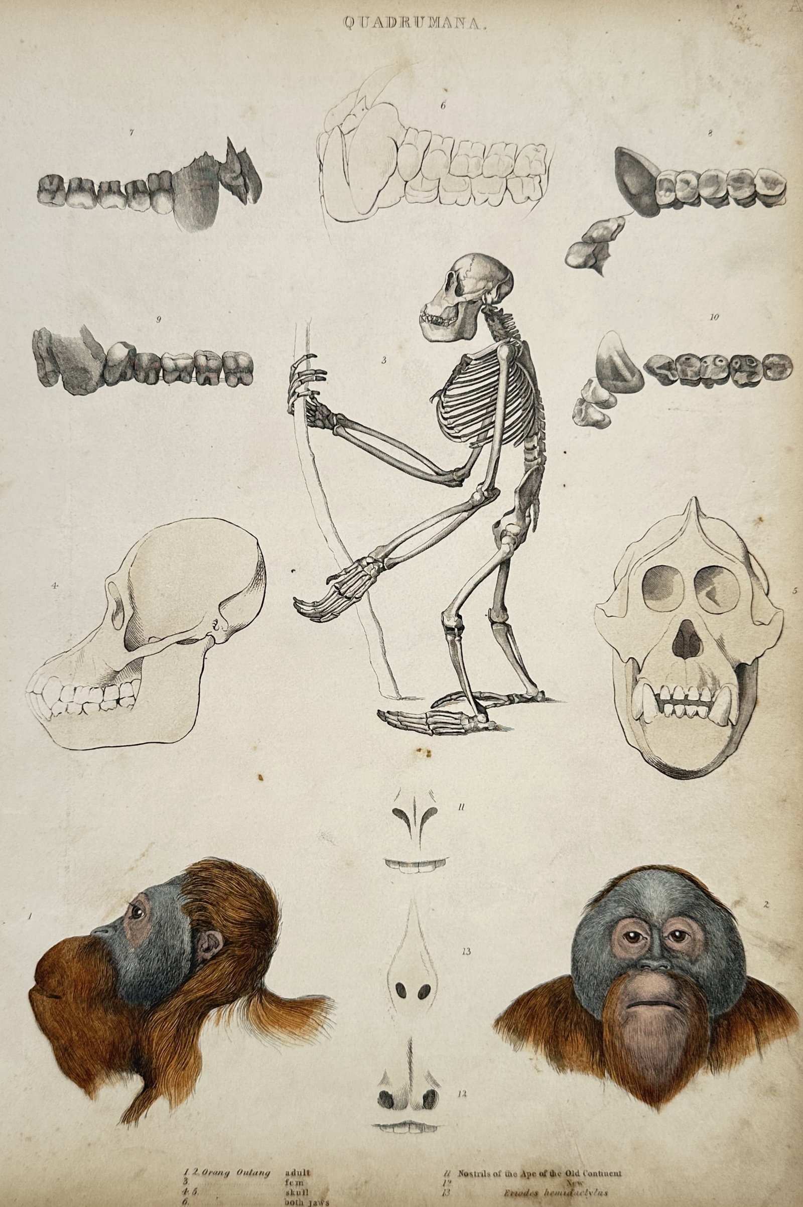 William MacGillivray (1796-1852) – Comparative Anatomy of the Orangutan (1 of 2)