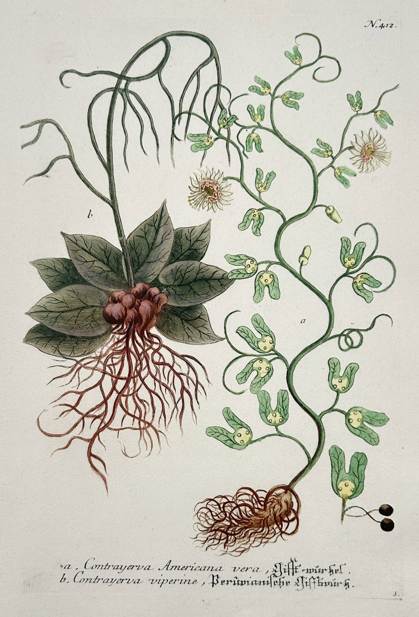 Johann Wilhelm Weinmann – Botanical Study of Contrayerva (Dorstenia) – Hand-coloured etching: "Contrayerva Americana vera, Contrayerva viperine" depicts the medicinal Contrayerva plants, including their unique rhizomes, lobed leaves, and unusual shield-like inflorescences. This plate is from t