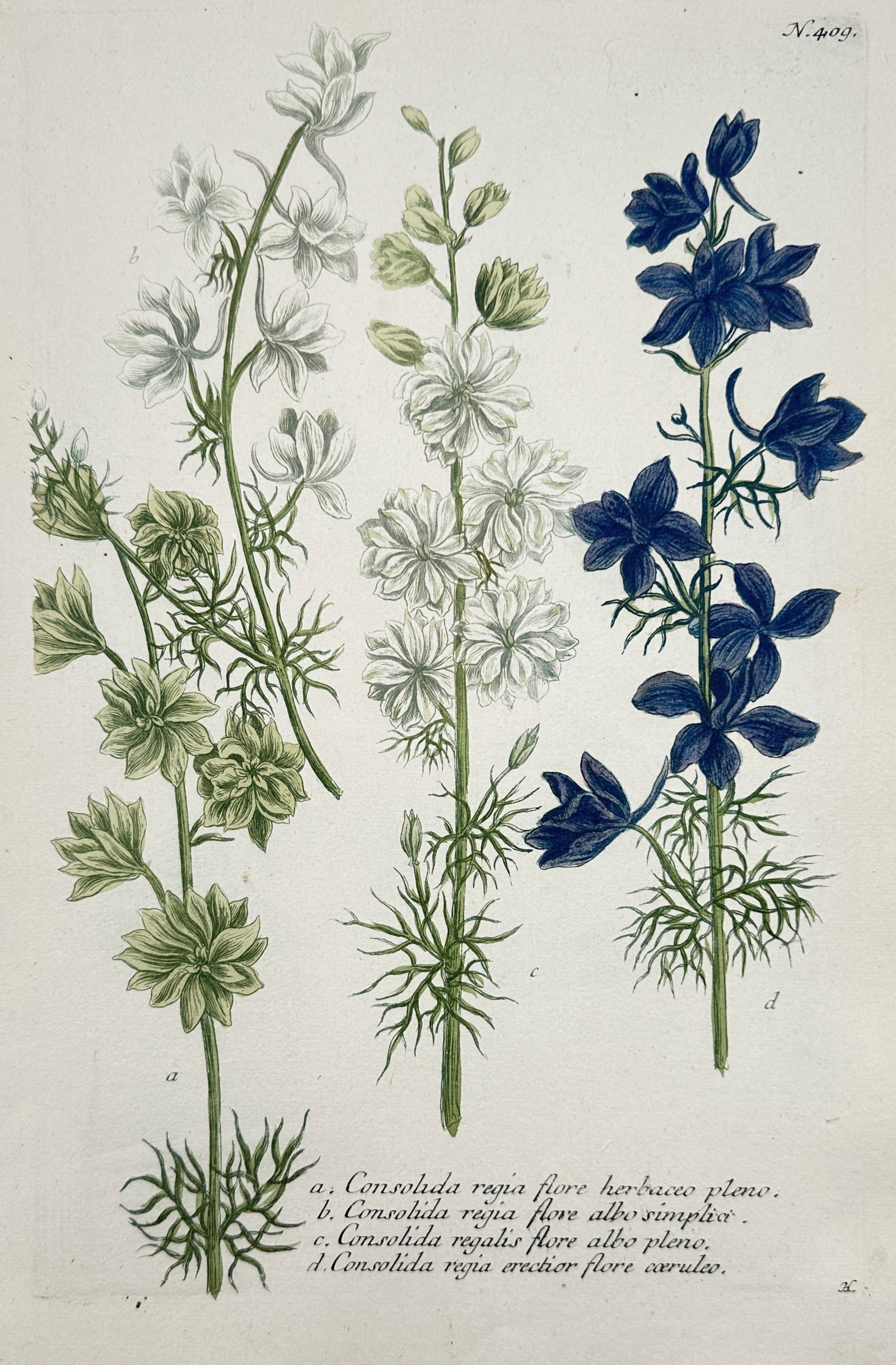 Johann Wilhelm Weinmann – Botanical Study of Larkspur (Consolida) – Hand-coloured etching (1 of 2)