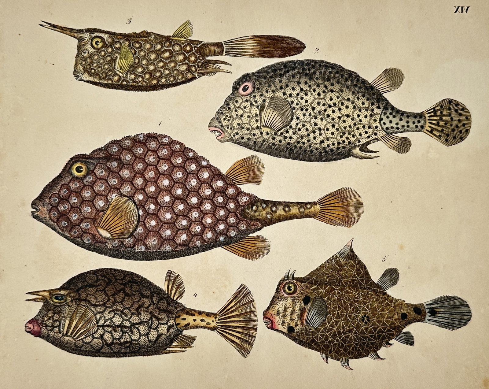 Friedrich Justin Bertuch – View of boxfish varieties – Hand-coloured copper engraving (1792) (1 of 2)