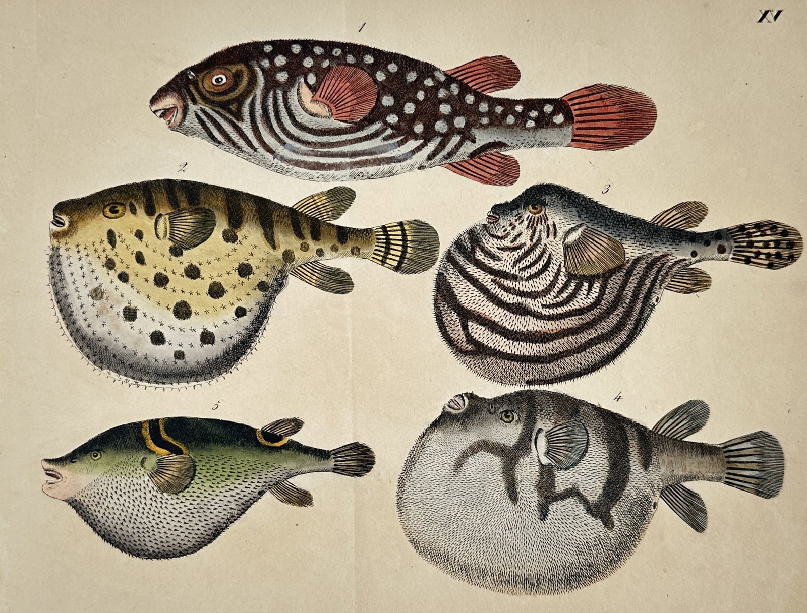 Friedrich Justin Bertuch – View of pufferfish varieties – Hand-coloured copper engraving (1792) (1 of 2)